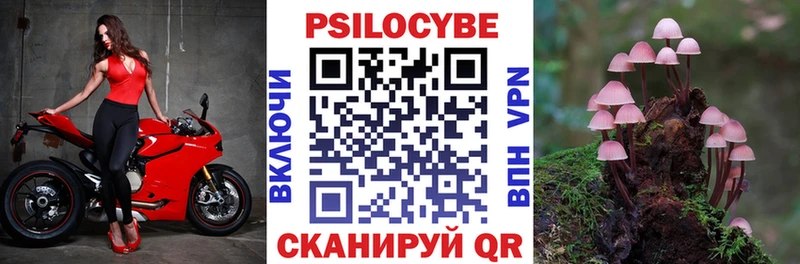 хочу наркоту  Берёзовский  Галлюциногенные грибы Cubensis 
